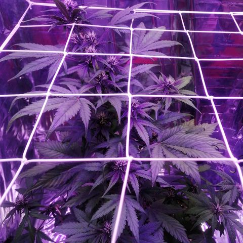 Auto Purple Kush growlog timeline photo