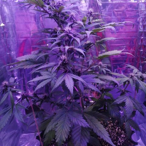 Auto Purple Kush growlog timeline photo