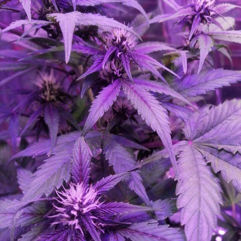 Auto Purple Kush growlog timeline photo
