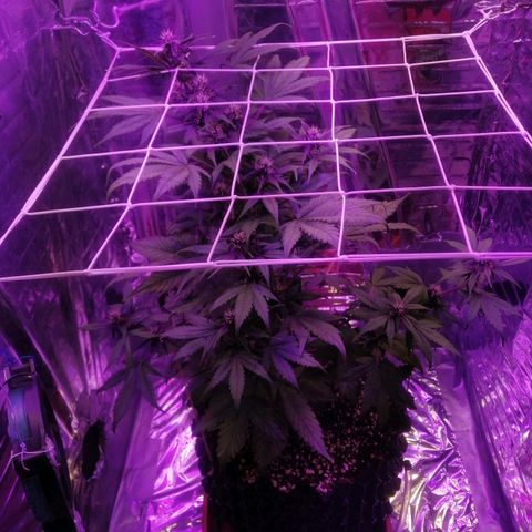 Auto Purple Kush growlog timeline photo
