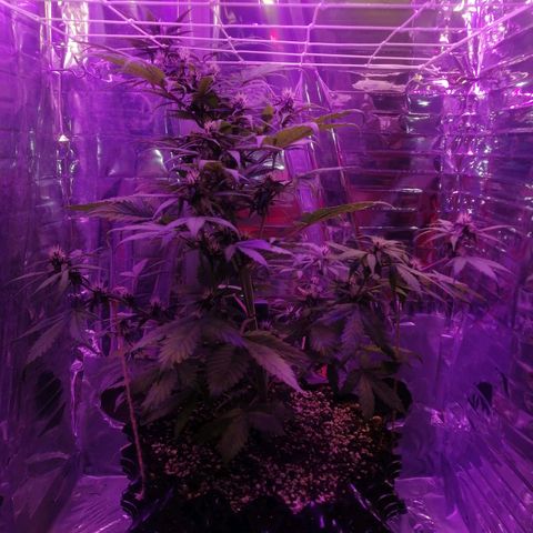 Auto Purple Kush growlog timeline photo