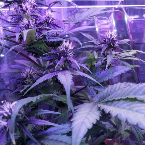 Auto Purple Kush growlog timeline photo