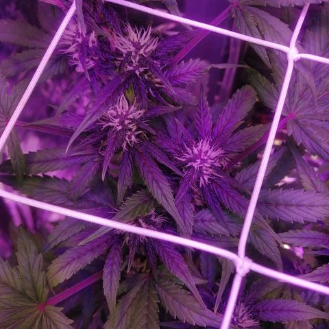 Auto Purple Kush growlog timeline photo