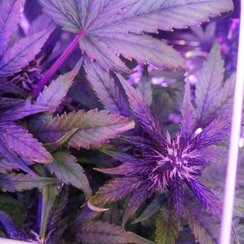 Auto Purple Kush growlog timeline photo