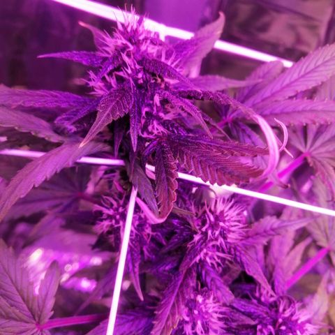 Auto Purple Kush growlog timeline photo