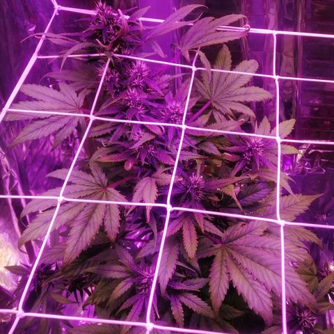 Auto Purple Kush growlog timeline photo