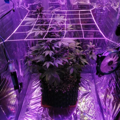 Auto Purple Kush growlog timeline photo