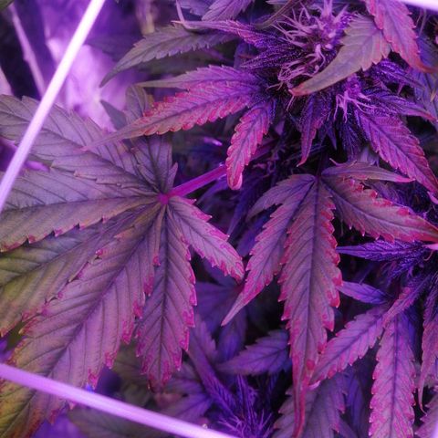 Auto Purple Kush growlog timeline photo