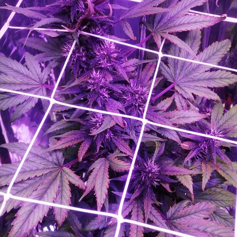 Auto Purple Kush growlog timeline photo
