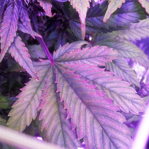 Auto Purple Kush growlog timeline photo