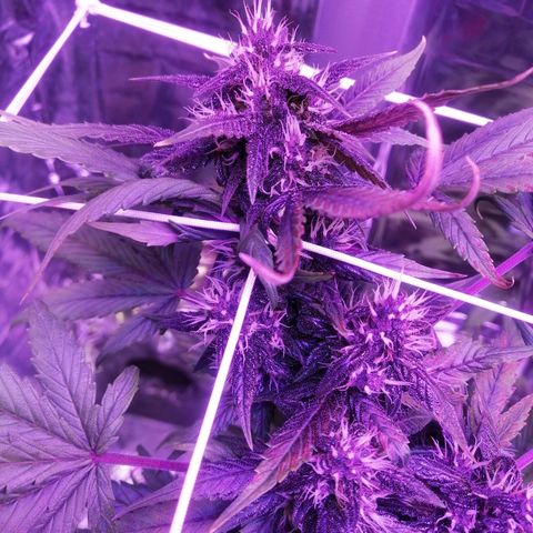 Auto Purple Kush growlog timeline photo
