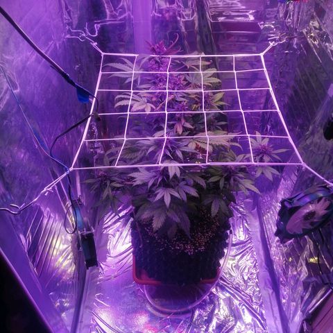 Auto Purple Kush growlog timeline photo