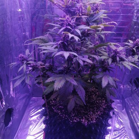 Auto Purple Kush growlog timeline photo