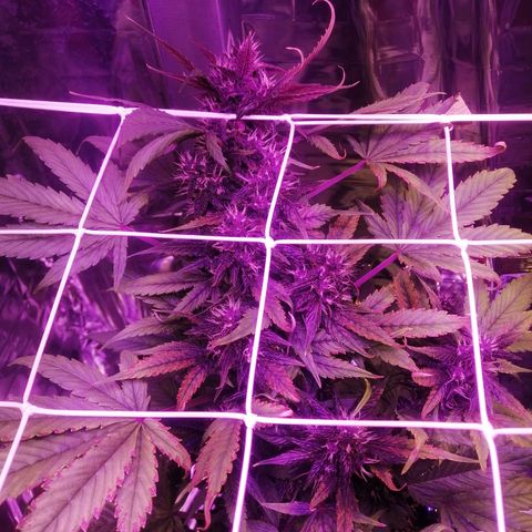 Auto Purple Kush growlog timeline photo