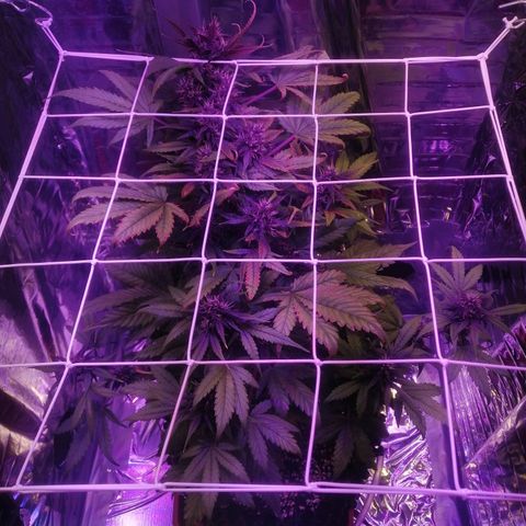 Auto Purple Kush growlog timeline photo