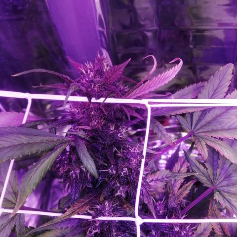 Auto Purple Kush growlog timeline photo