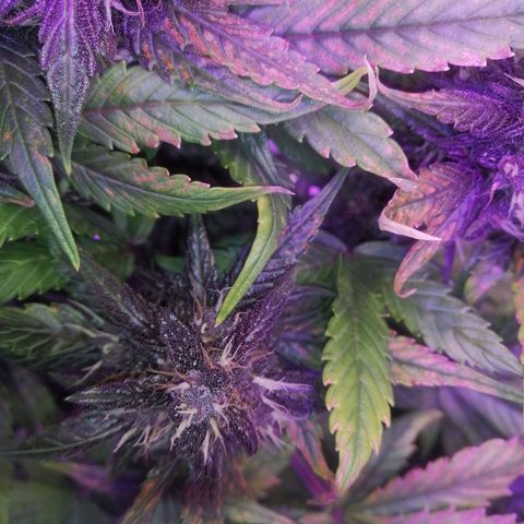Auto Purple Kush growlog timeline photo