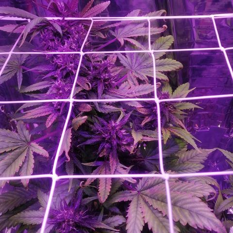 Auto Purple Kush growlog timeline photo