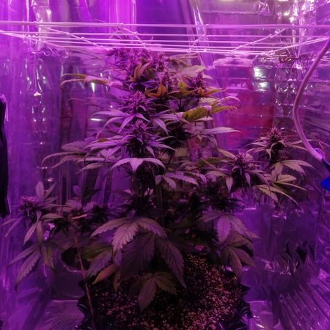 Auto Purple Kush growlog timeline photo