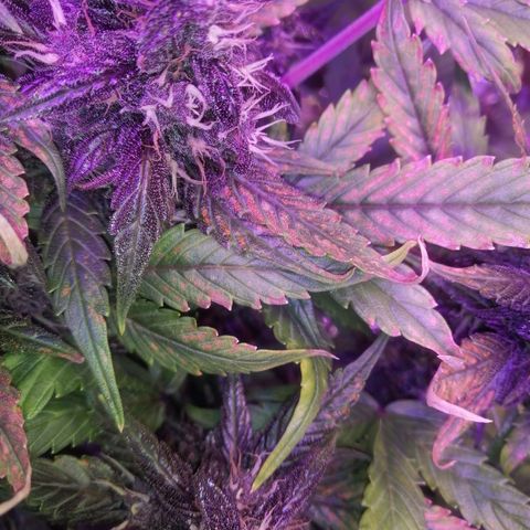 Auto Purple Kush growlog timeline photo