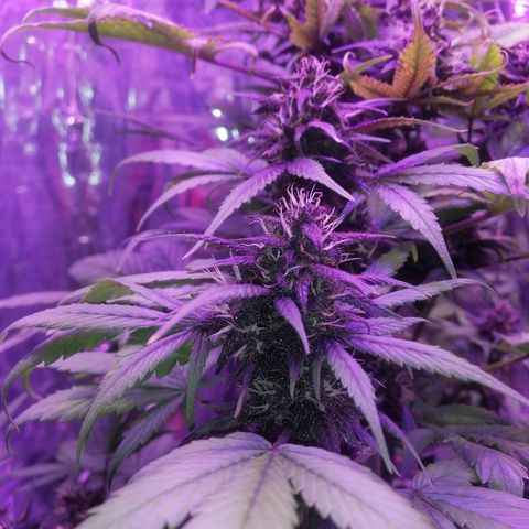 Auto Purple Kush growlog timeline photo