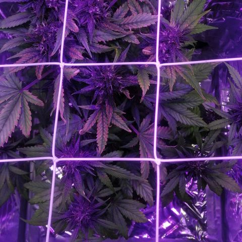 Auto Purple Kush growlog timeline photo