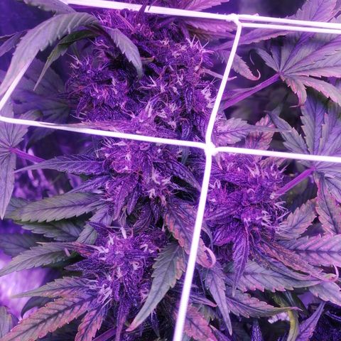 Auto Purple Kush growlog timeline photo