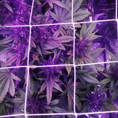 Auto Purple Kush growlog timeline photo