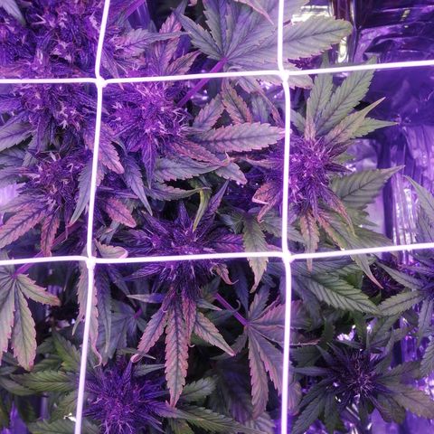 Auto Purple Kush growlog timeline photo
