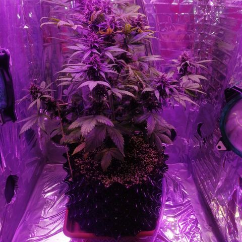 Auto Purple Kush growlog timeline photo