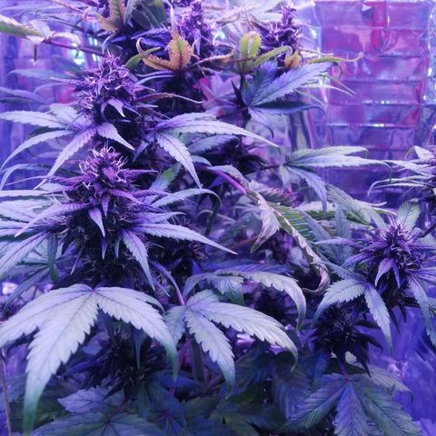 Auto Purple Kush growlog timeline photo