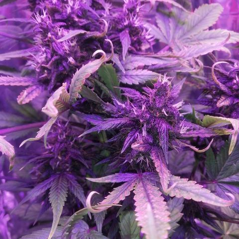 Auto Purple Kush growlog timeline photo