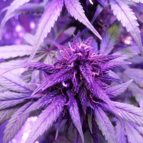 Auto Purple Kush growlog timeline photo