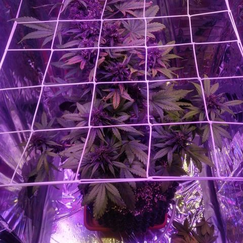 Auto Purple Kush growlog timeline photo