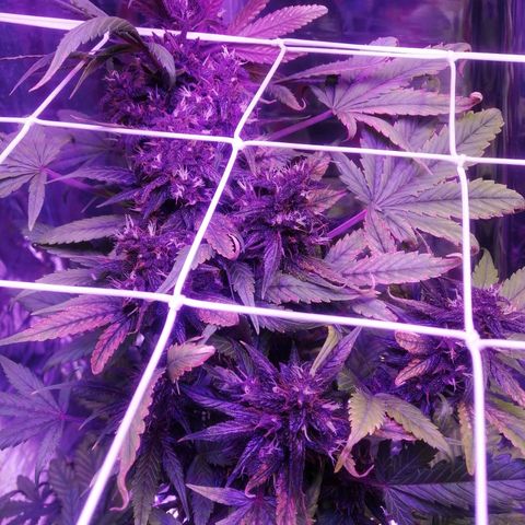 Auto Purple Kush growlog timeline photo