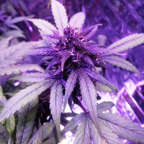 Auto Purple Kush growlog timeline photo