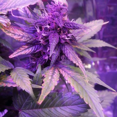 Auto Purple Kush growlog timeline photo