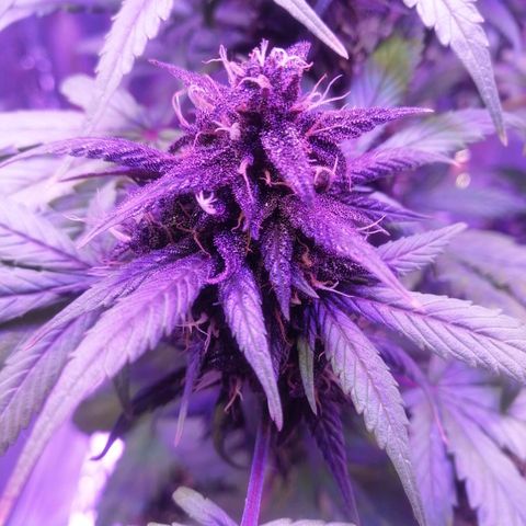 Auto Purple Kush growlog timeline photo