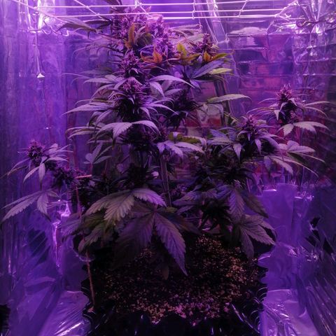 Auto Purple Kush growlog timeline photo