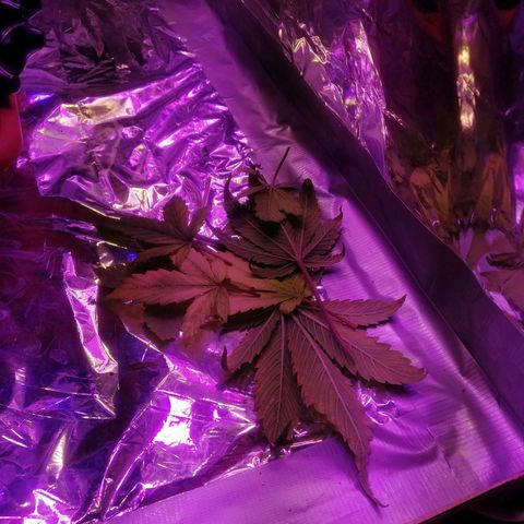 Auto Purple Kush growlog timeline photo