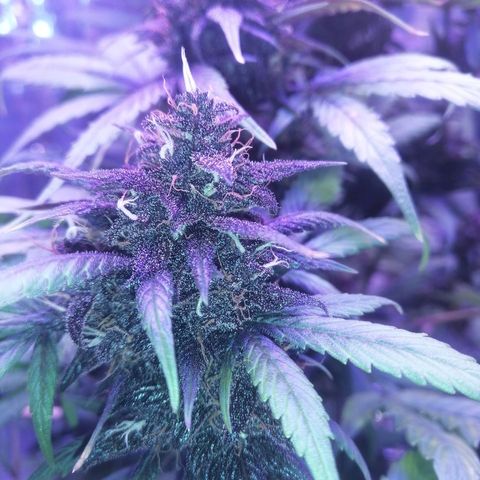 Auto Purple Kush growlog timeline photo