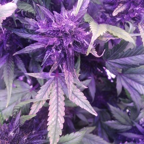 Auto Purple Kush growlog timeline photo