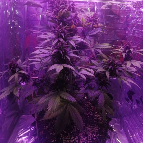 Auto Purple Kush growlog timeline photo