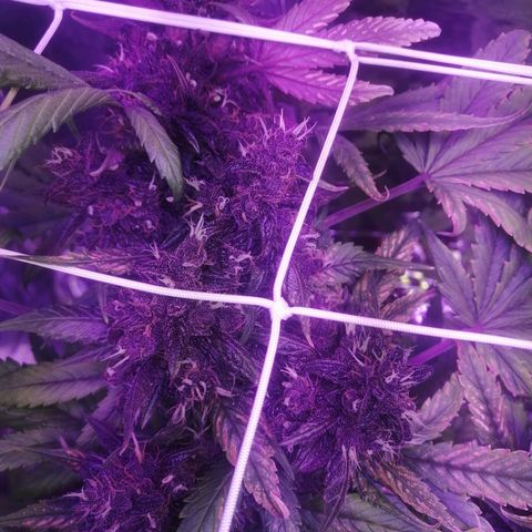 Auto Purple Kush growlog timeline photo
