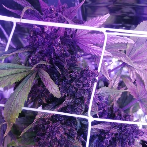 Auto Purple Kush growlog timeline photo