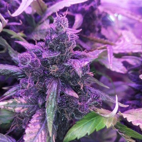 Auto Purple Kush growlog timeline photo