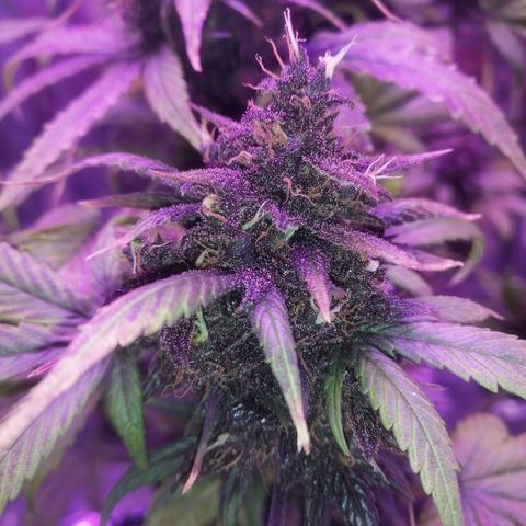 Auto Purple Kush growlog timeline photo