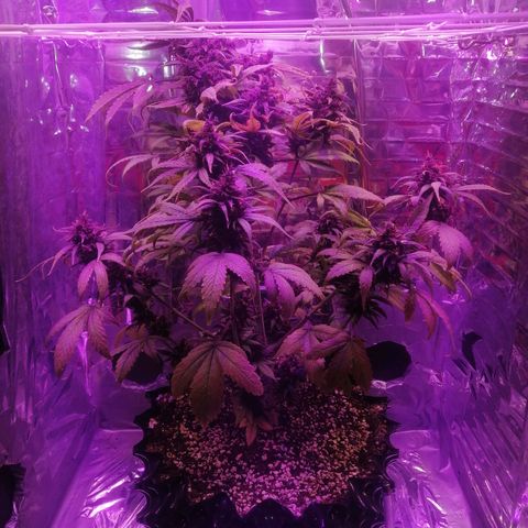Auto Purple Kush growlog timeline photo