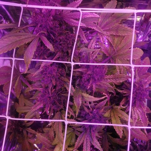 Auto Purple Kush growlog timeline photo