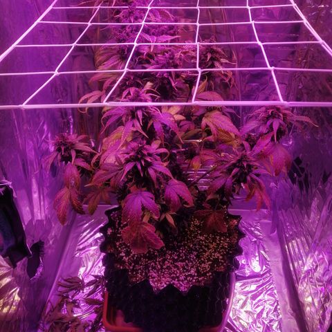 Auto Purple Kush growlog timeline photo